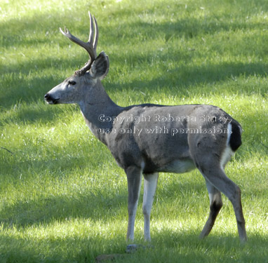 buck black-tailed deer with antlers