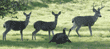 black-tailed deer, one doe and two bucks, with wild turkeys