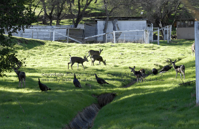 black-tailed deer and wild turkeys