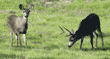 black-tailed deer, doe and buck