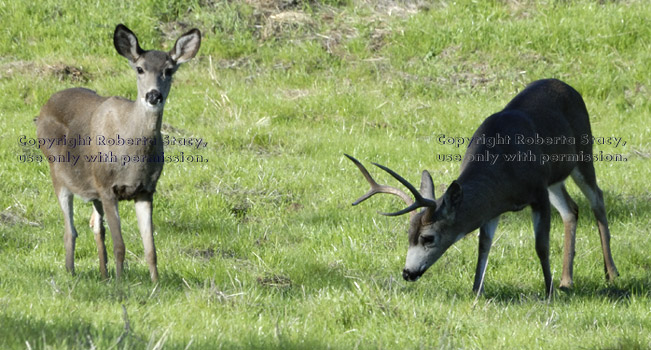 black-tailed deer, doe and buck