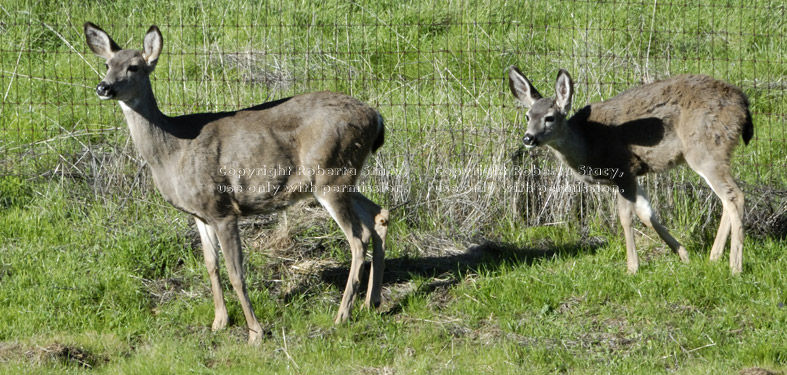 black-tailed deer, doe and juvenile