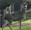 female black-tailed deer, doe