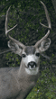 male black-tailed deer, buck