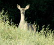 black-tailed deer standing in a grassy field