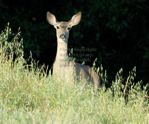 black-tailed deer standing in a grassy field