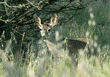 black-tailed deer looking out from behind weeds