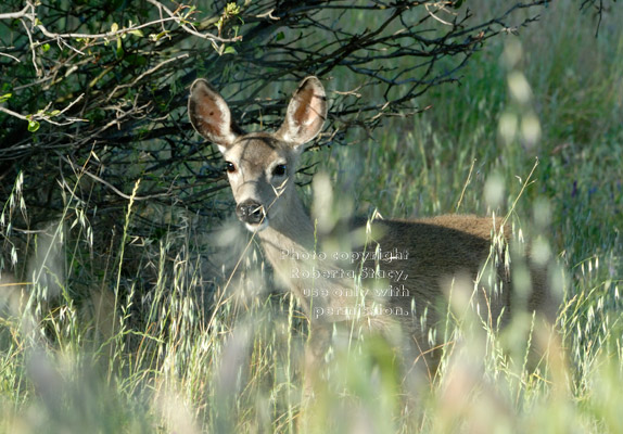 black-tailed deer looking out from behind weeds