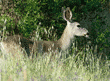 black-tailed deer, side view/profile