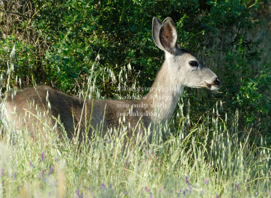 black-tailed deer, side view/profile