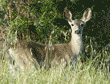 black-tailed deer standing in field of weeds