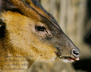 Indian muntjac