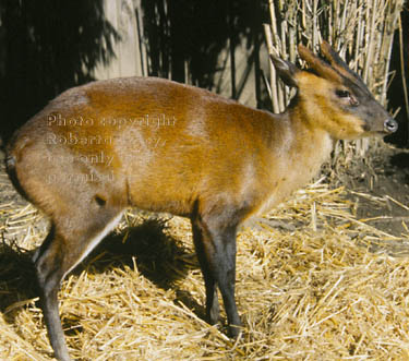 Indian muntjac