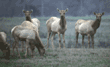 tule elk