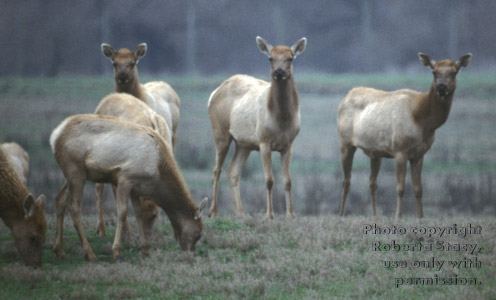 tule elk