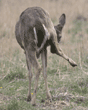 white-tailed deer