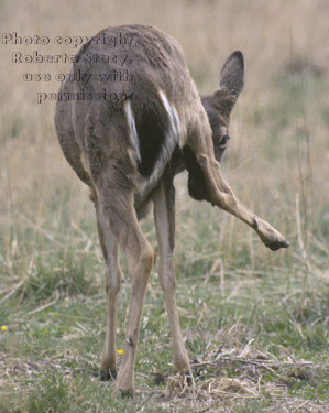 white-tailed deer