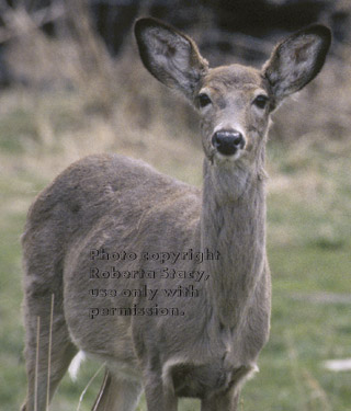 white-tailed deer