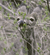 white-tailed deer eating