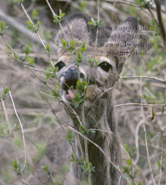 white-tailed deer eating