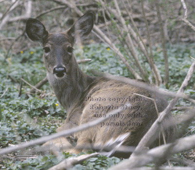 white-tailed deer lying down