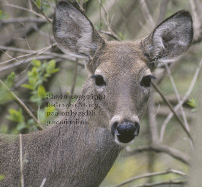 white-tailed deer, close-up of face