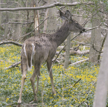 white-tailed deer, rear view