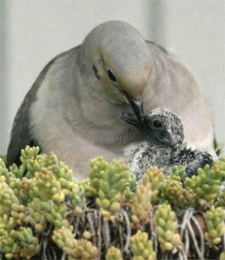 mourning dove & chick