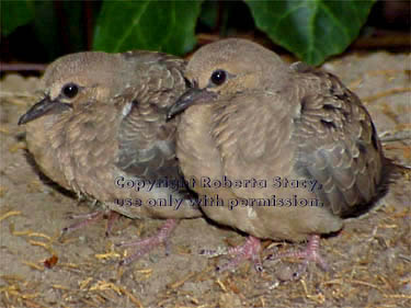 mourning dove chicks