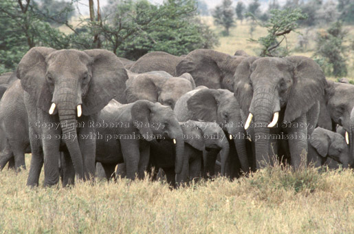 elephant babies & adults