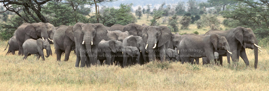 African elephant herd Tanzania (East Africa)