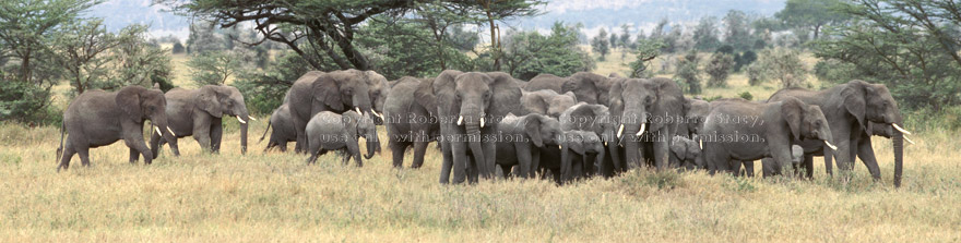 herd of African elephants Tanzania (East Africa)