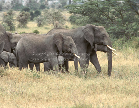 African elephants with calves Tanzania (East Africa)