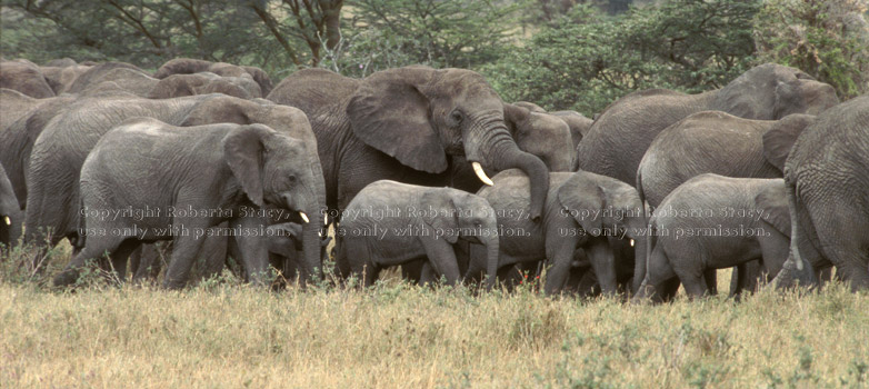 African elephants with babies Tanzania (East Africa)