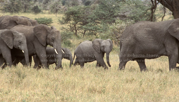 African elephant babies & adults Tanzania (East Africa)