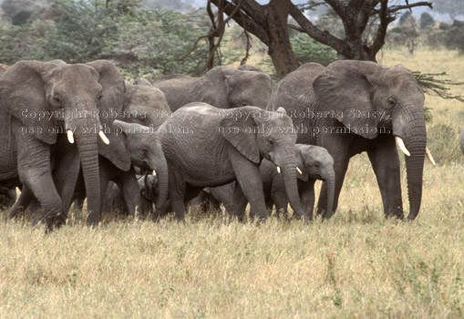 African elephant calves & adults Tanzania (East Africa)