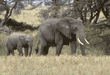 African elephants Tanzania (East Africa)