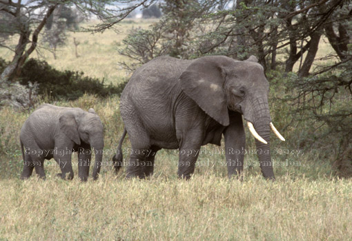 African elephant calf & adult Tanzania (East Africa)