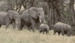 African elephants Tanzania (East Africa)