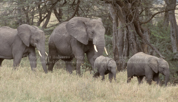 African elephants with young Tanzania (East Africa)