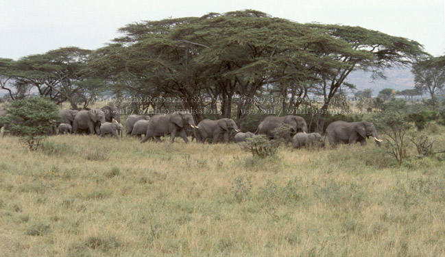 African elephant herd Tanzania (East Africa)