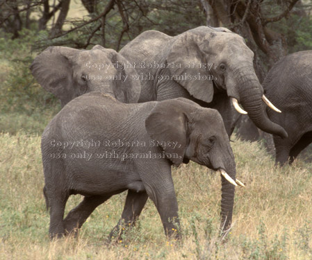 African elephants Tanzania (East Africa)