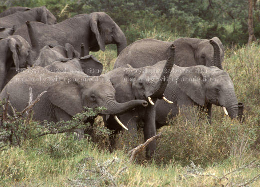 African elephants Tanzania (East Africa)