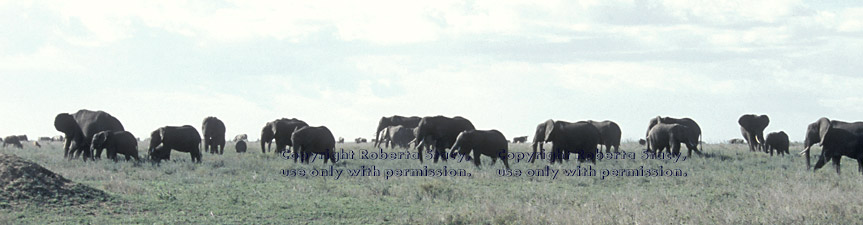 African elephant herd