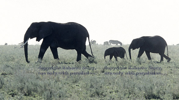 mother, baby, and juvenile African elephants