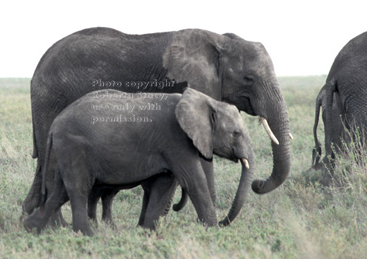 African elephants walking Tanzania (East Africa)