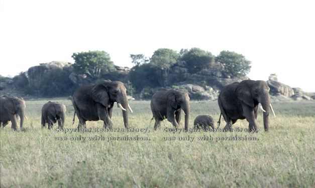 African elephant group Tanzania (East Africa)