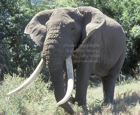 African elephant male adult