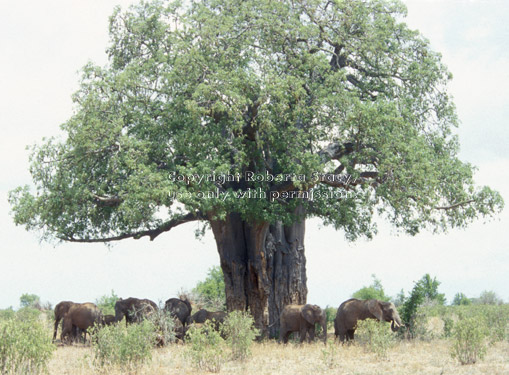 African elephants under baobob tree