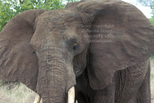 African elephant Tanzania (East Africa)